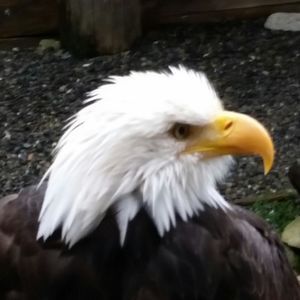 Meet your Posher, Ray